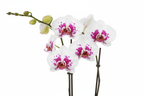 Orquídeas Phalaenopsis con fondo blanco