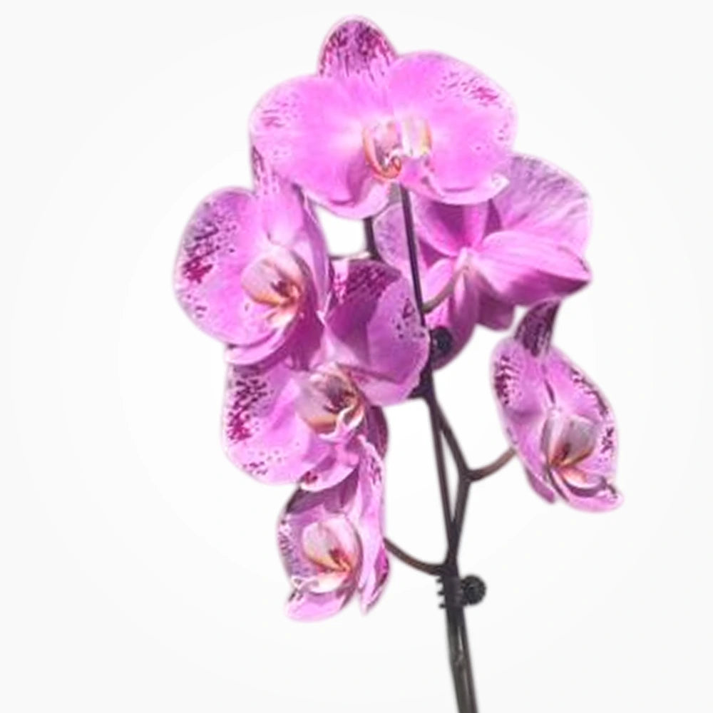 Orquídea Phalaenopsis Large
