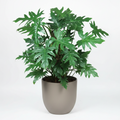 Planta Philodendron Natural en Maceta Gris